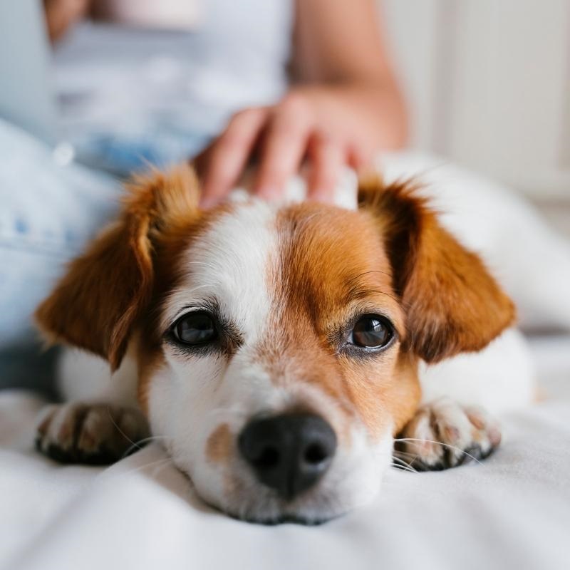 Brown and white terrier with owners hand on head