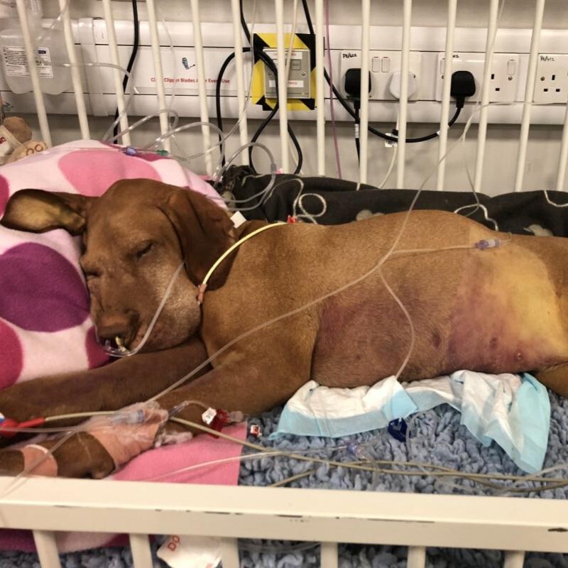 Unwell Vizsla in intensive care bed