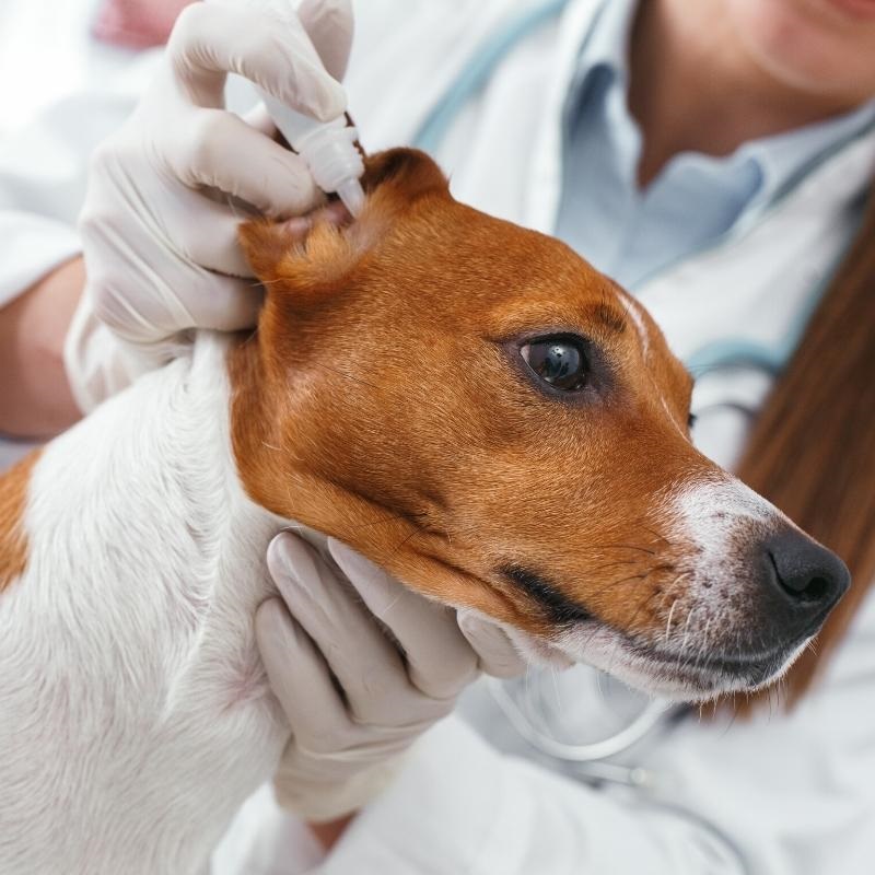 Brown and white Jack Russel Terrier having ear drops applied