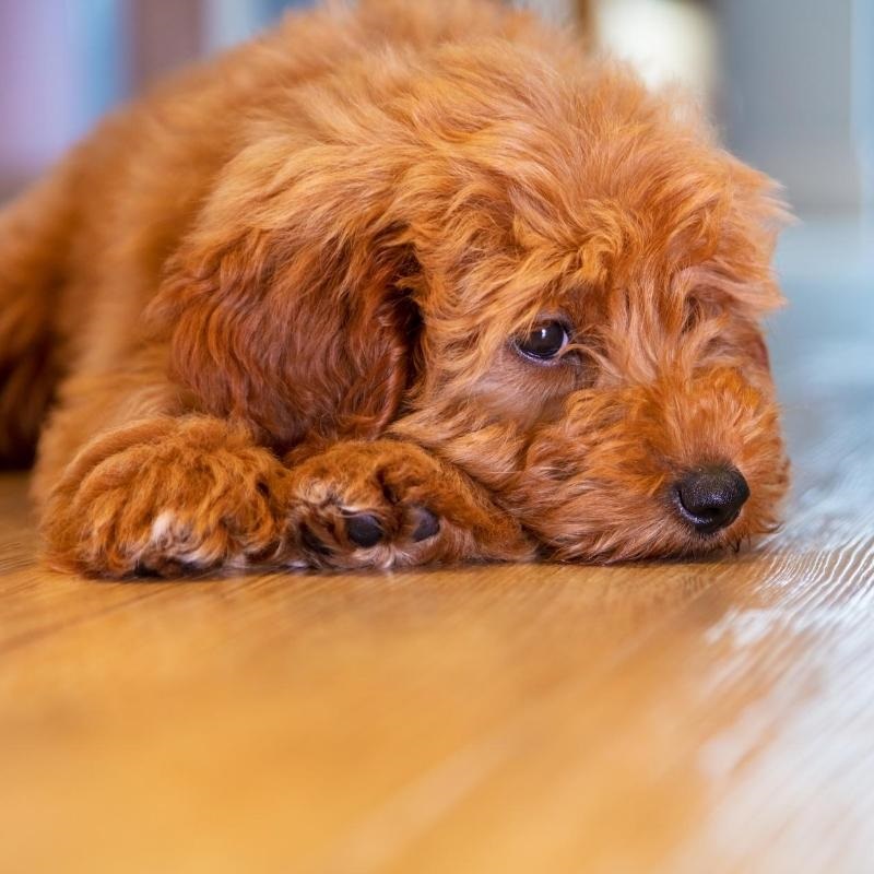 Brown shaggy puppy laying on wooden floor looking sad