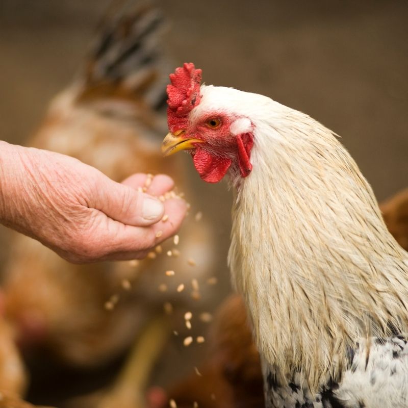 Elderly person handfeeding a white chicken