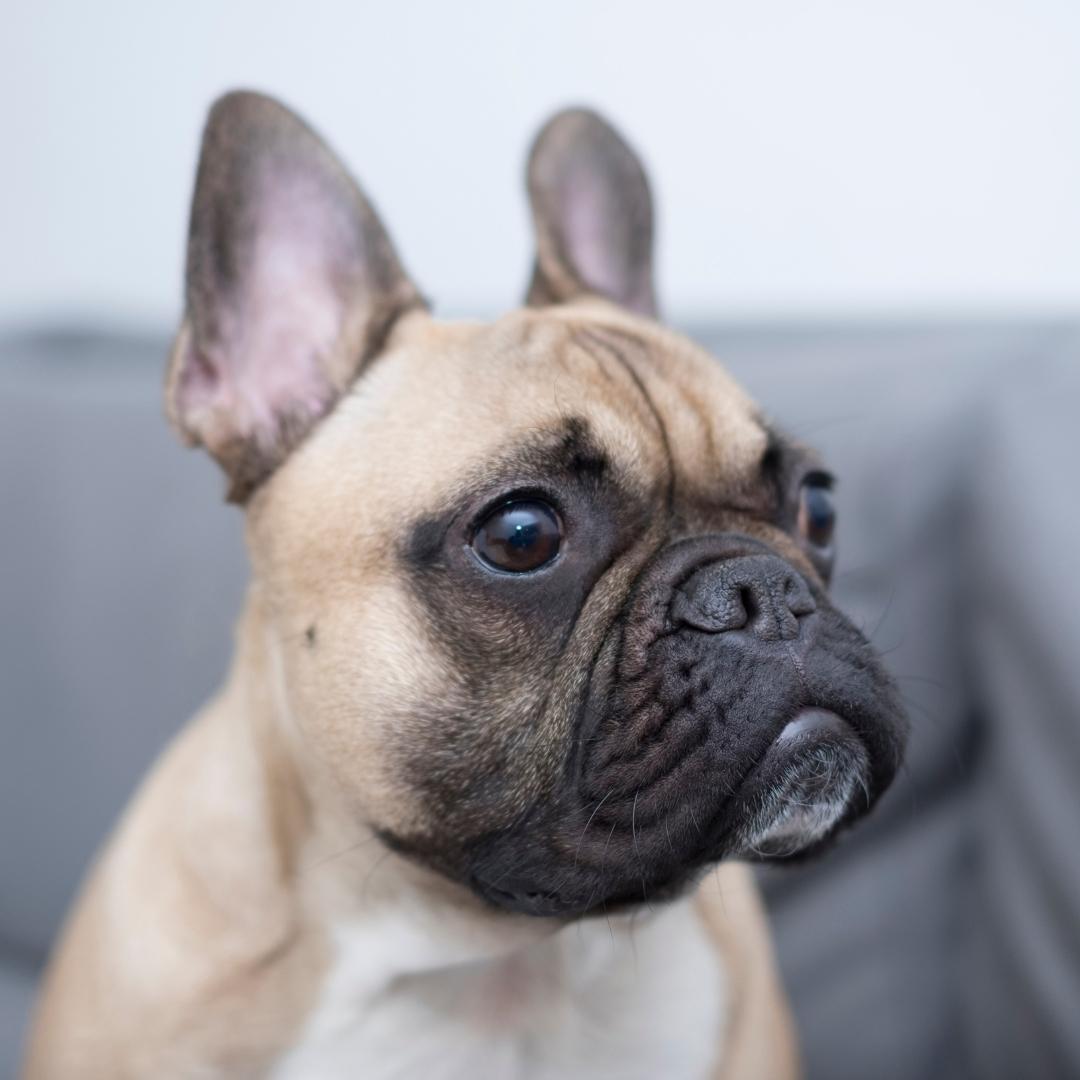 Fawn coloured french bulldog looking slightly away from the camera