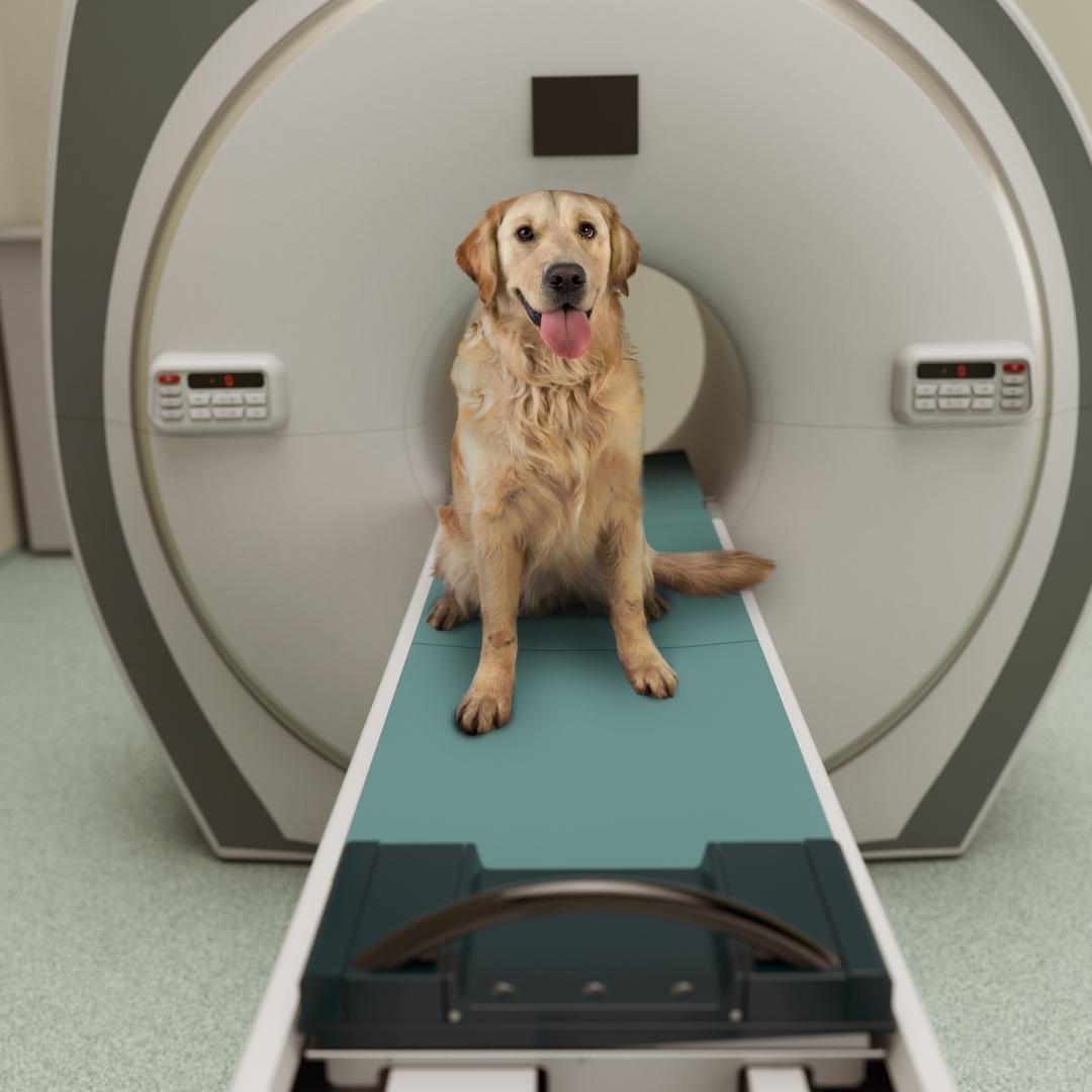 Golden retriever dog sat in an MRI scanner looking towards the camera