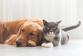 Grey cat and brown dog laying down together