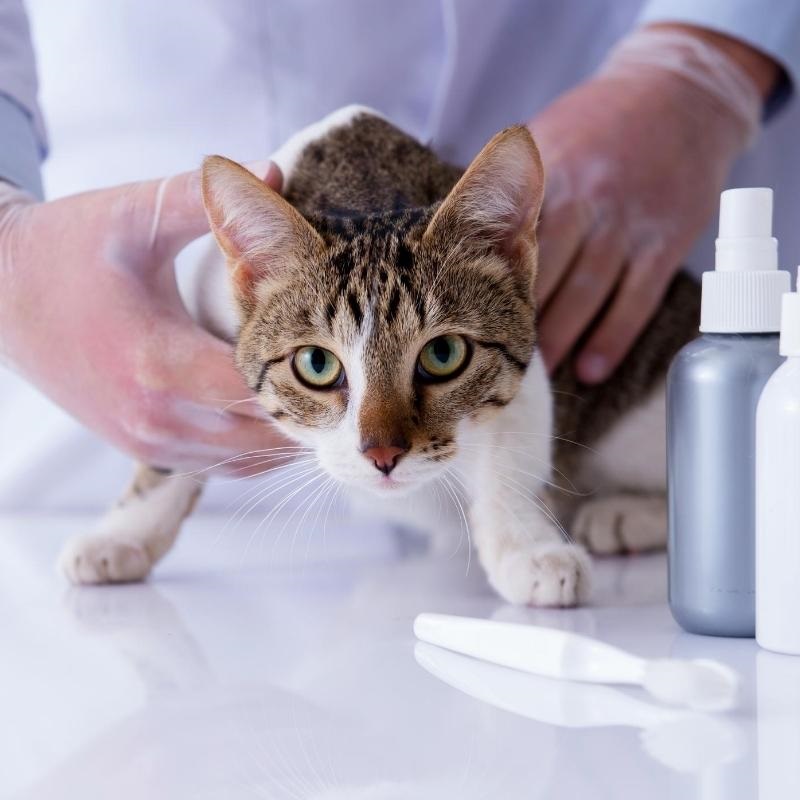 White and tabby cat being held on examination table