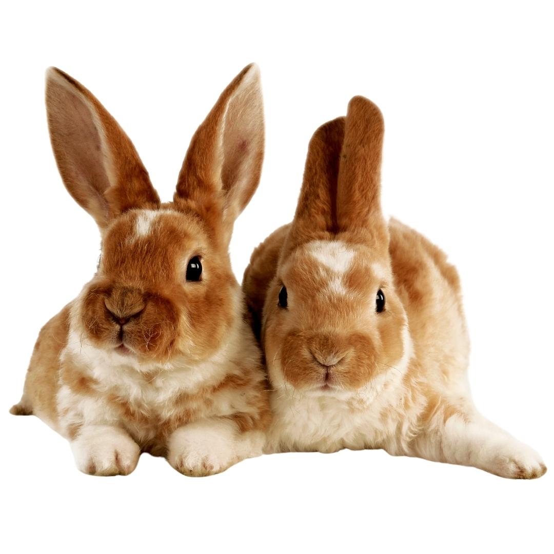 Two brown rabbits laying down on a white background
