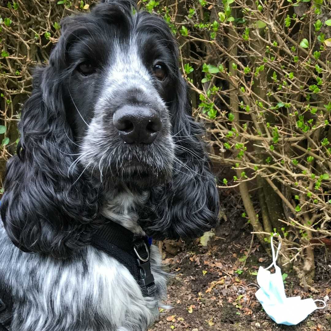 Cocker spaniel in front of face mask hanging in bish