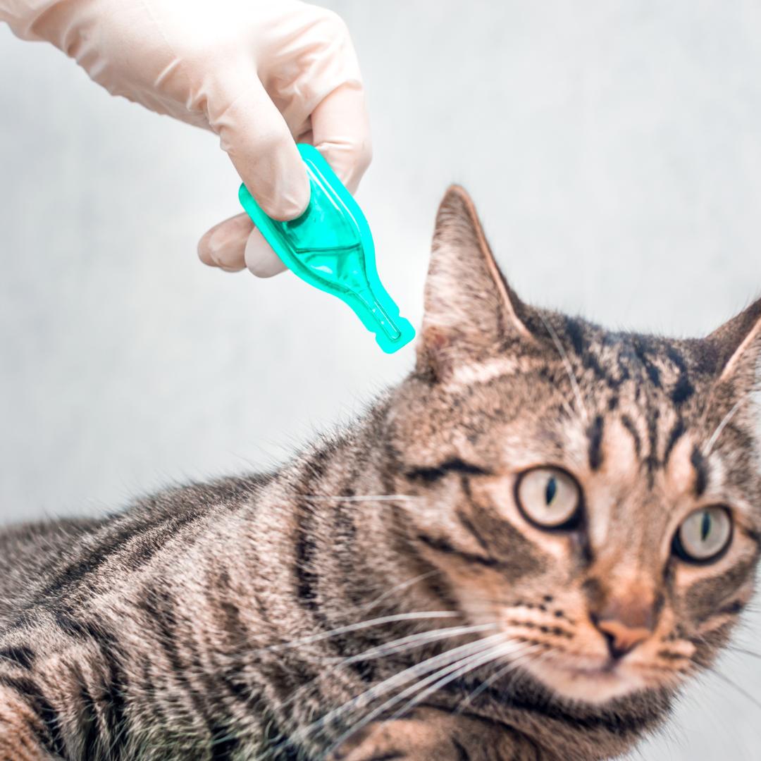 Tabby cat having a spot-on green treatment vial applied