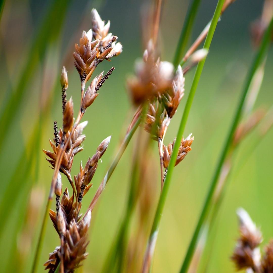 Image of grass seeds