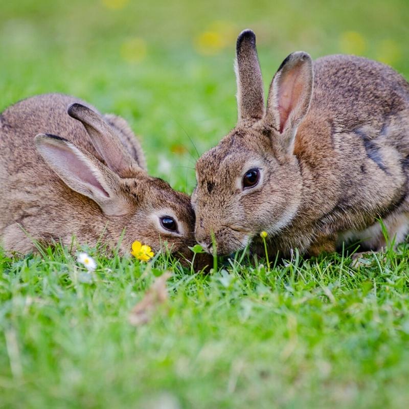 Two wild rabbits grazing on grass