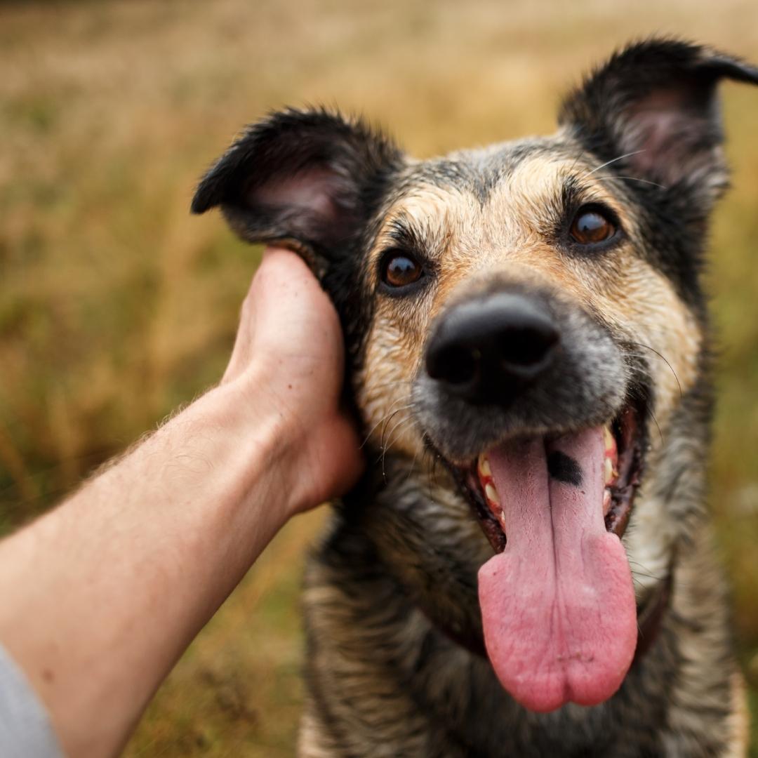 Black and tan dog with open mouth being stroked