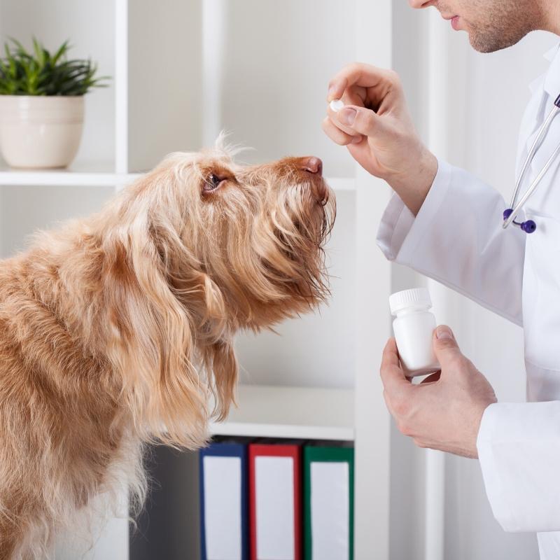 Spinone dog taking tablet from vet in white coat