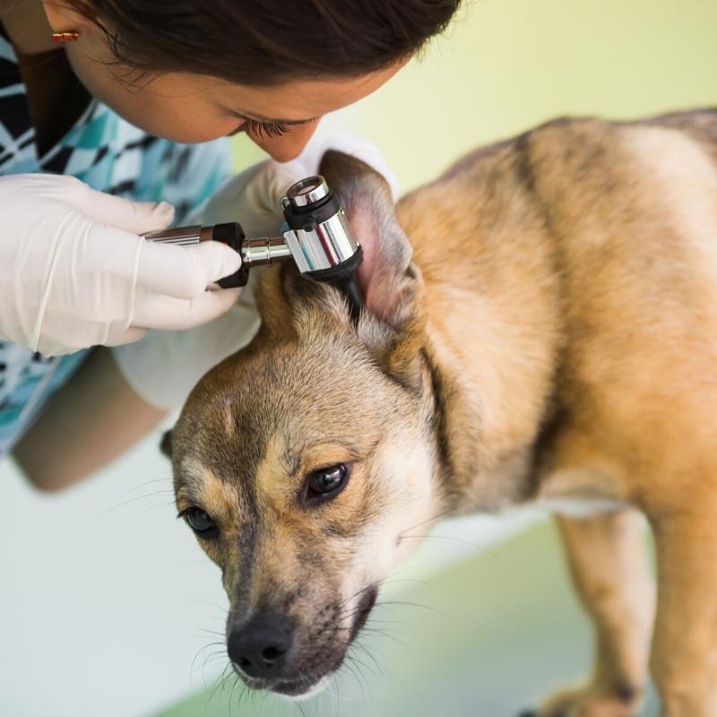 Light brown dog having ears checked by vet using an otoscope