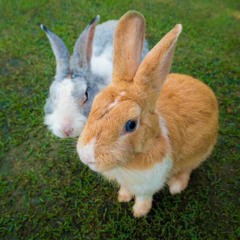 Grey and brown rabbits sat together on grass