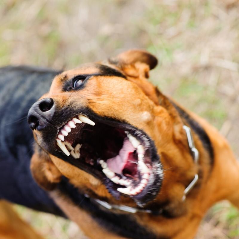 Black and tan dog barking and showing teeth