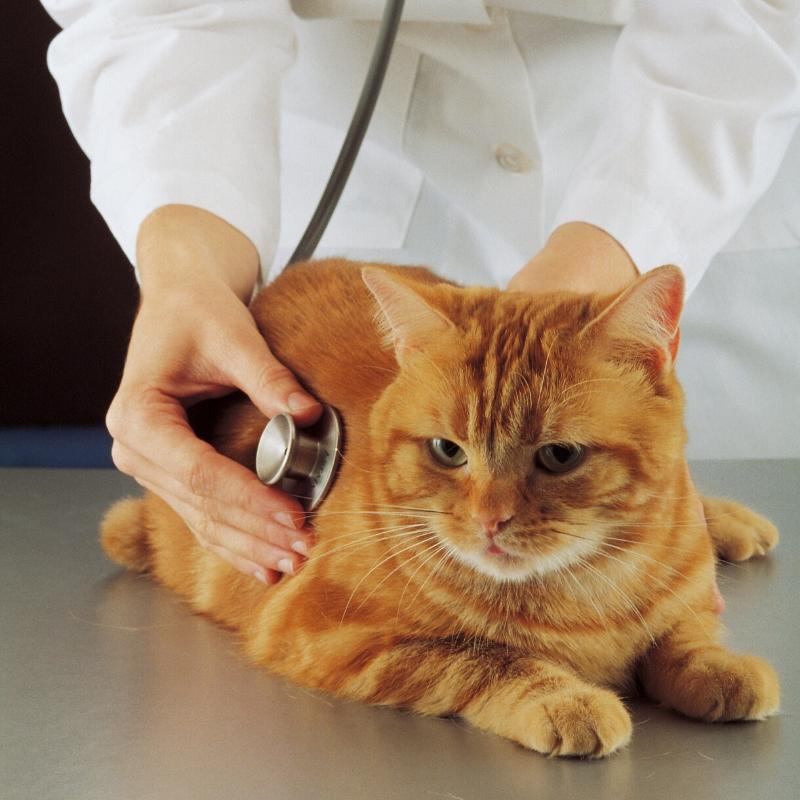 Ginger cat having chest listening to by vet using stethoscope