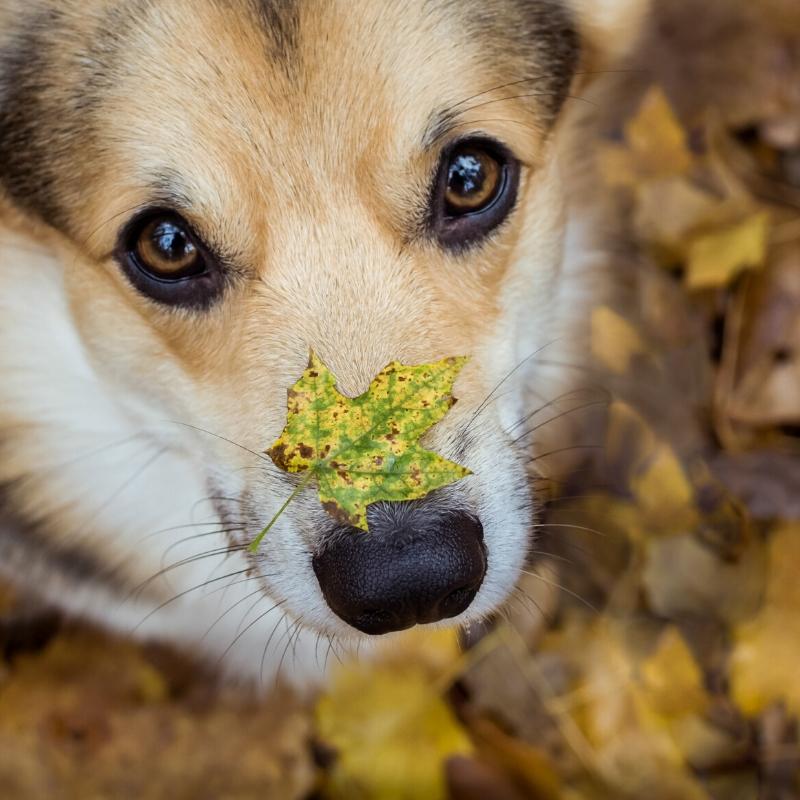 Brown and white dog with leaf on nose