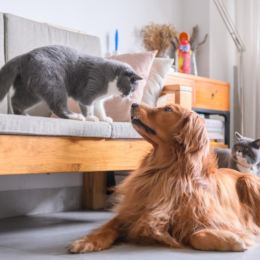 Grey cat looking at retriever dog from a sofa