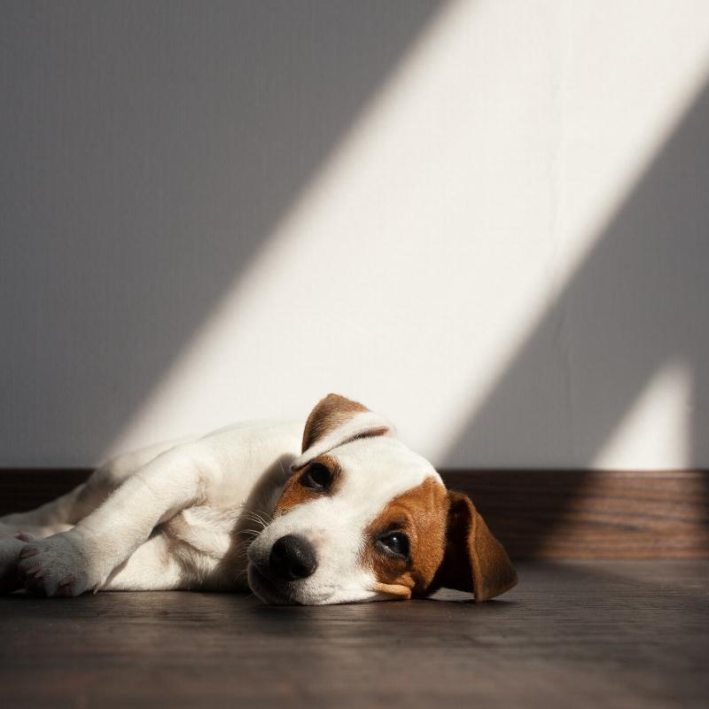 Terrier dog laying in ray of sunshine