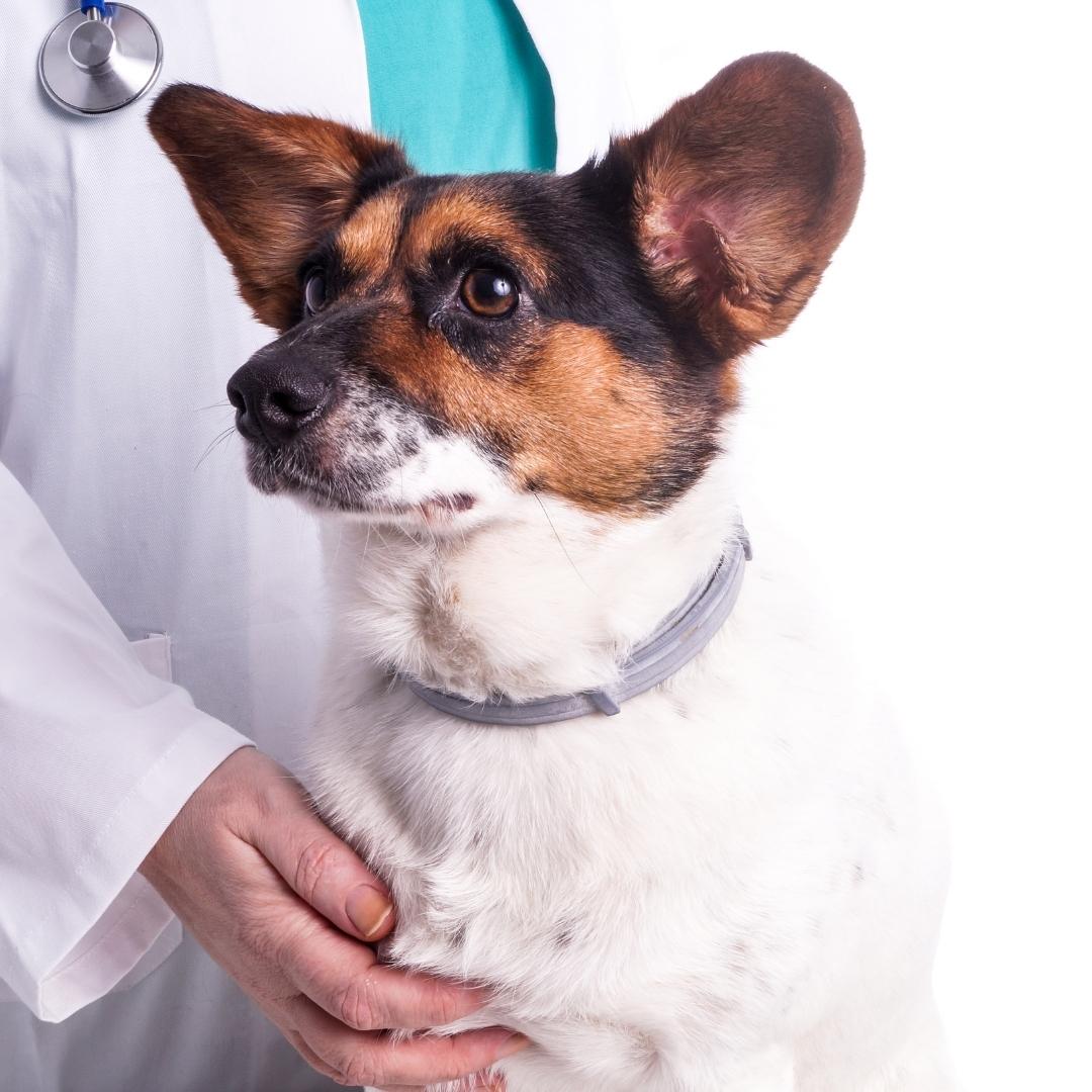 Brown and white terrier type dog looking up with vets hands on chest