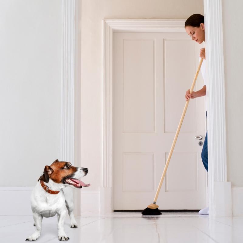 Terrier dog looking at person sweeping the floor