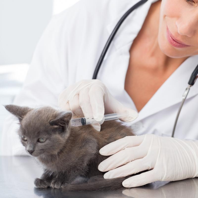 Grey cat being checked by vet