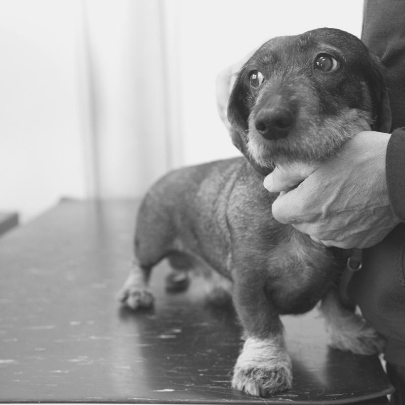 Worried looking dog on vets examination table