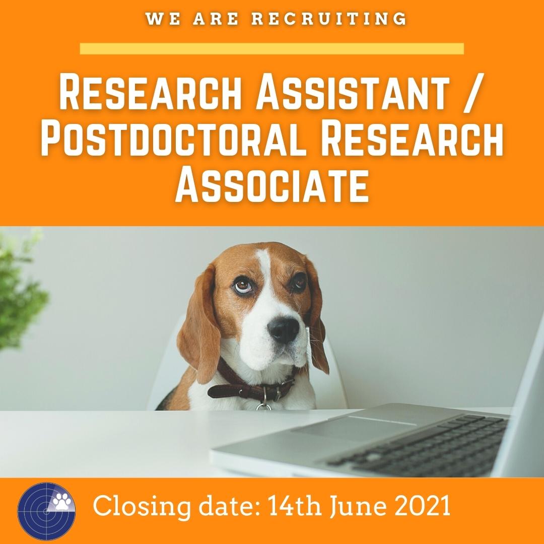 Beagle sat at desk with laptop on orange background