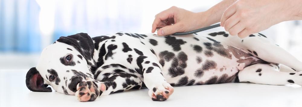 Dalmation laying down with stethoscope on chest