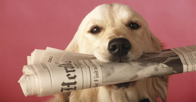Golden retiever holding newspaper in mouth