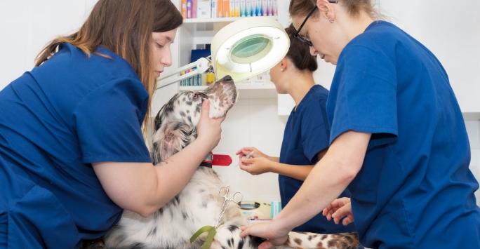 Vet staff attending to setter breed dog