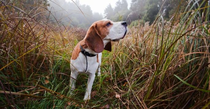 Beagle in grass