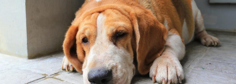 Overweight beagle dog laying down