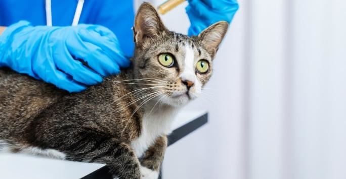 Tabby cat on examination table being held by someone wearing blue gloves