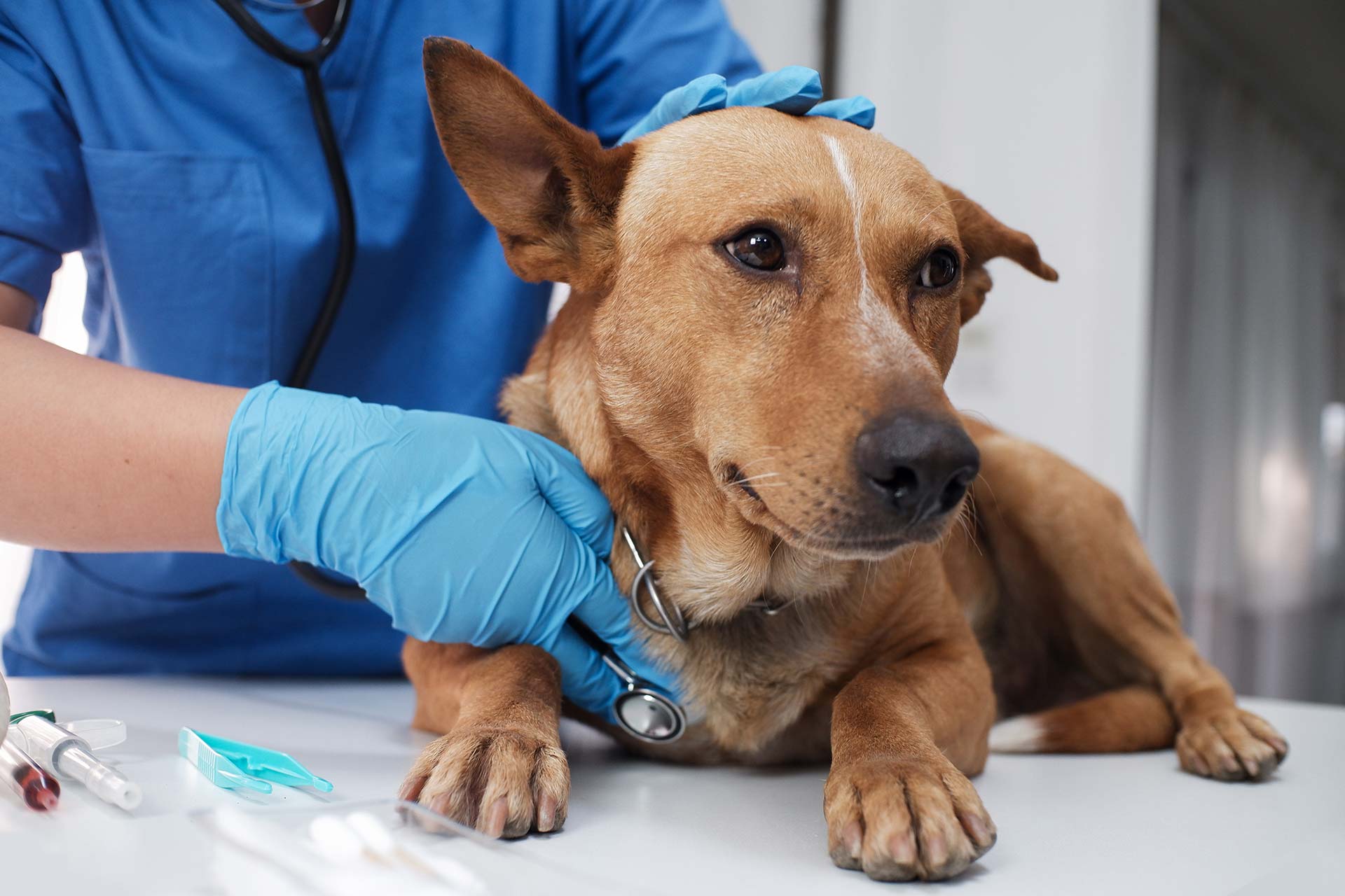 A veterinarian checks over a dog at a veterinary practice.