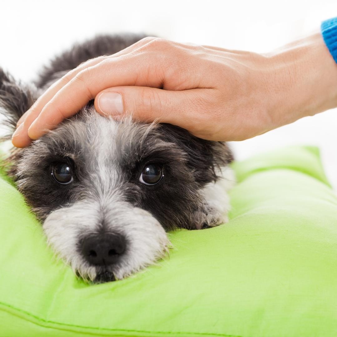 White and grey terrier with head resting on green cushion and being stroked