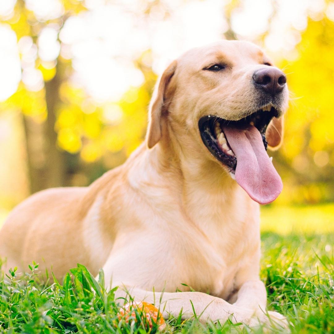 Yellow Labrador laying down on grass in the sun