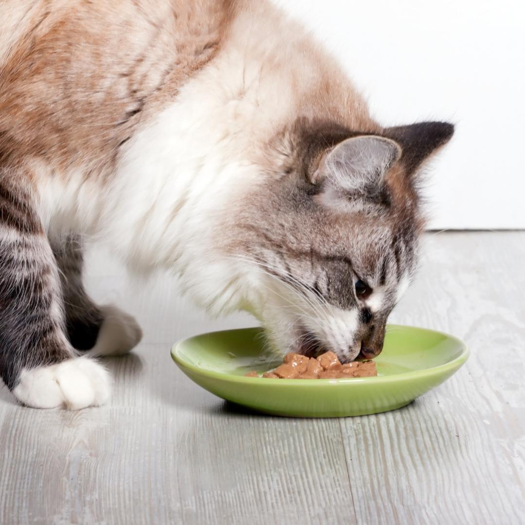 Brown and white long haired cat eating from a green bowl