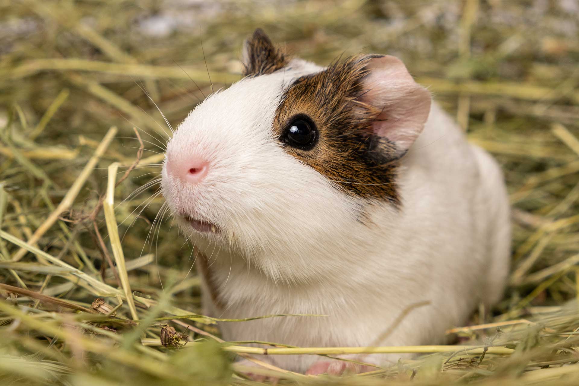 A guinea pig sits in a pile of hay made of meadow grasses.