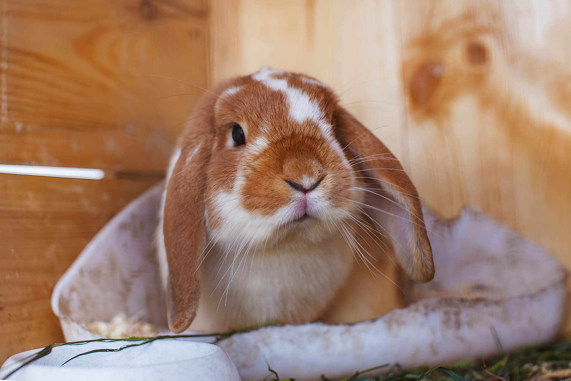 A ginger and white rabbit sits in a wooden hutch.