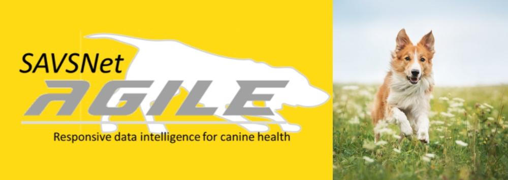 split image showing Agile logo and dog running