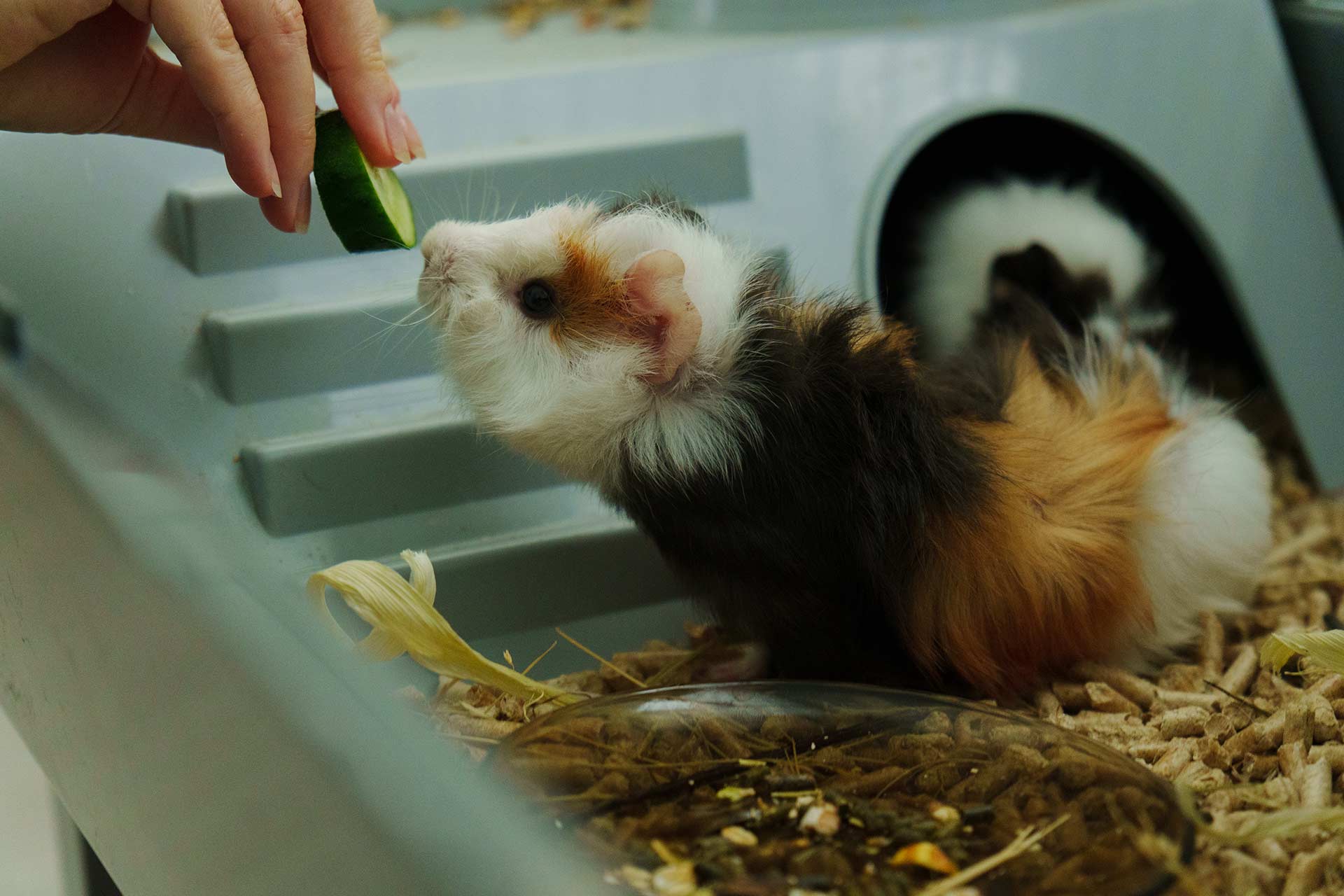Guinea pig peeks out of its cosy habitat while enjoying a slice of cucumber.