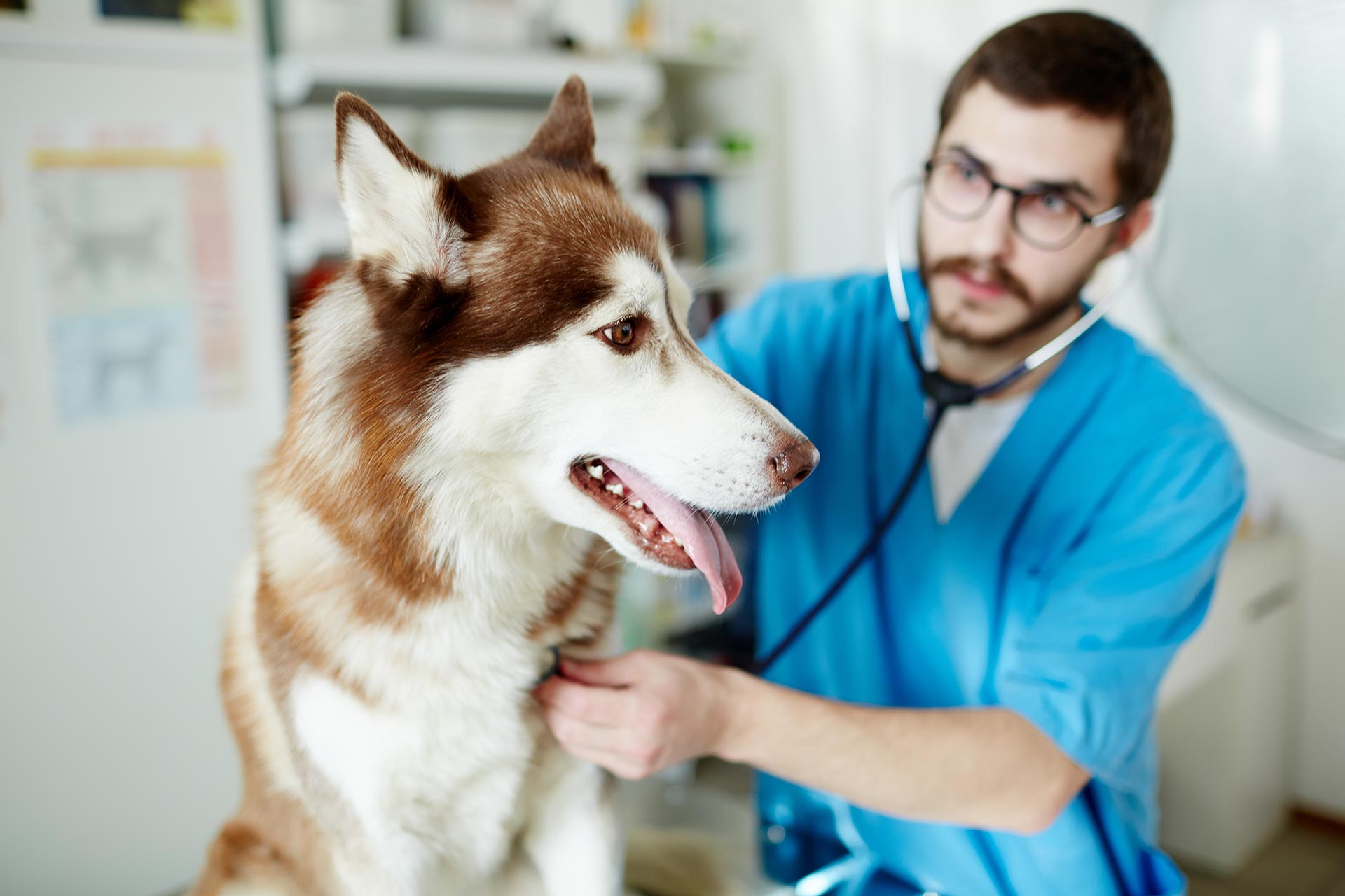 A dog receives clinical treatment from a vet.