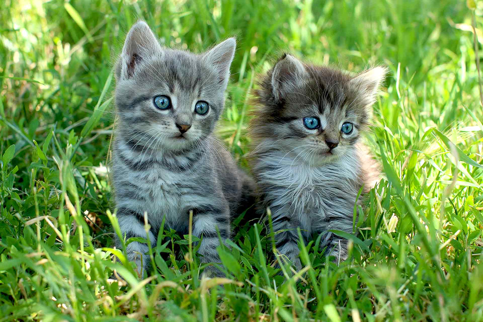 Two striped kittens with blue eyes on green grass.