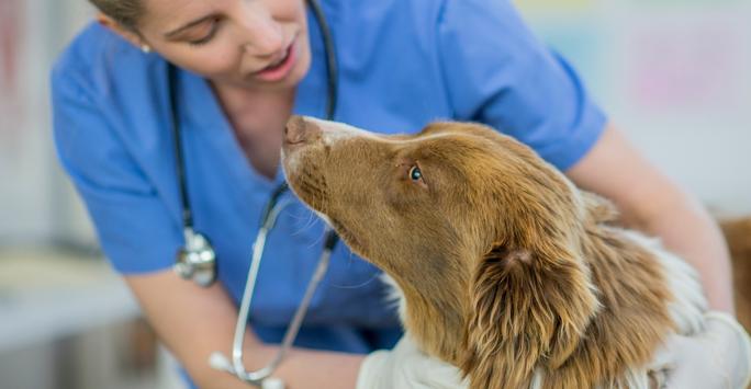 Blonde femaile in blue scrubs with a brown and white collie type dog
