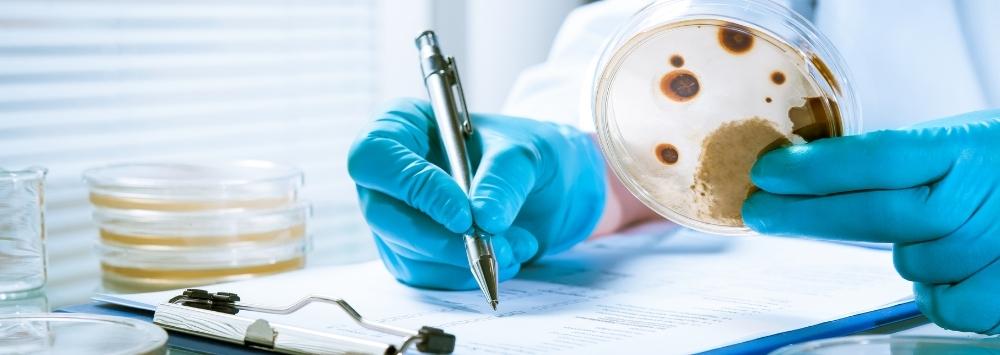 Agar plate being read and results recorded 