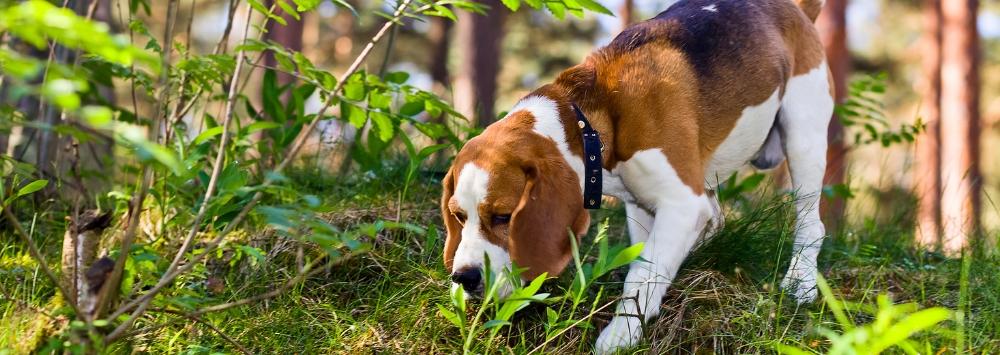 Beagle dog sniffing in grass