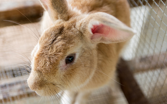 Light brown rabbit standing