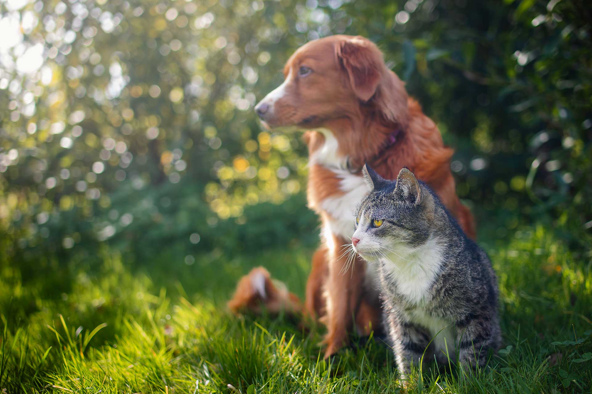 A dog and a cat sitting side by side on grass, surrounded by trees and bushes.