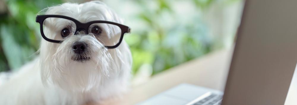 Dog wearing glasses looking at computer